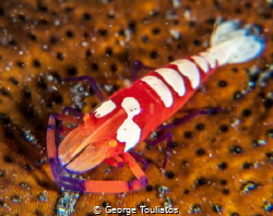 Emperor Shrimp!!! by George Touliatos 